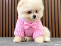 Show Kalite Pomeranian Boo Yavrular