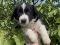 Sevimli Irk Garantili Border Collie Yavrular