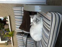 Blue point british shorthair 3 yaşında