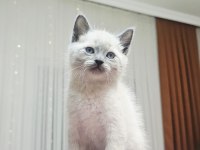 KEDİMİZDEN DAHA GÜZELİ GÖRÜLMEDİ