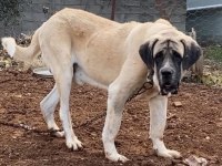 Malaklı yavru kangal erkek orjinal