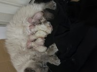 Minik chinchilla yavrularım