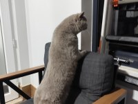 British Shorthair Ev Kedisi