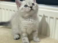 Mama ve bakım (uyguna) british shorthair