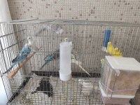 YAVRU MUHABBET KUŞU