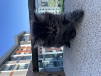 Yavru scottish fold kedimiz