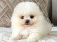 Pomeranian boo beyaz tea cup dişi