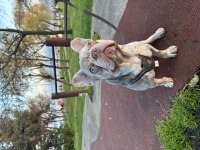 FRENCH BULLDOG OĞLUMA DİŞİ ARIYORUM
