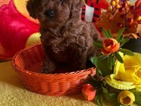 Anne yanından toy poodle bebekler