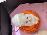 British shorthair kardeşler