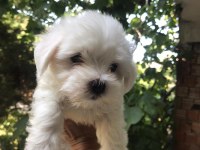 Maltes terrier Türk-kore yavrular