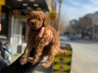 A kalite Toy Poodle Yavrular