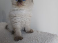 Safkan İran kedi yavruları