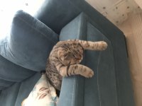 Çok akıllı uysal scottish fold kedimiz zeus