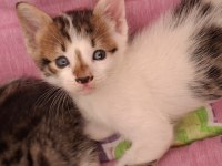 Yavru Kedilerimi Ücretsiz Sahiplendiriyorum