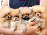 Pomeranian bebekler için ulaşın