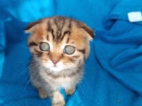 Erkek scottish fold erkek