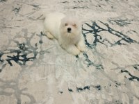 Kore kan maltese bebek harika
