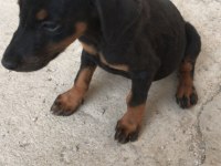 Sahiplendirme doberman