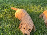 Cockapoo bebekler