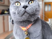 Bal Gözlü British Shorthair