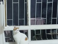 Bücür Kedimize Acil Yuva Arıyoruz