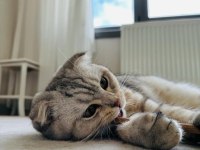 Dünyalar yakışıklısı erkek scottish fold