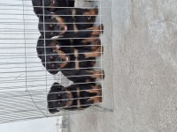 A Şecereli Köpekler Macar Koca Kafa Küt Burun
