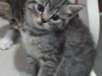 SEVİMLİ SAFKAN BRİTİSH LONGHAİR BEBİŞLERİM