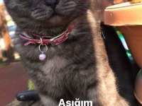 British shorthair kısır dişi kedimiz