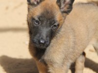 Safkan Irk Garantili Malinois Yavrular