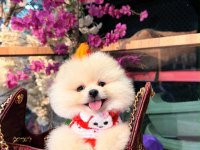 Sağlık Ve Irk Garantili Pomeranian