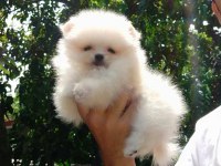 Kartopu pomeranian bebekler geldi