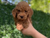 Minik kalpli poodle patimin kocaman sevgisi