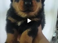 Safkan Dişi Yavru Rottweiler