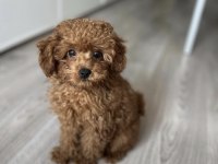 Toy Poodle Cinsi Köpekler