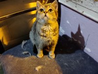 British shorthair bebeğimiz ailesini arıyor