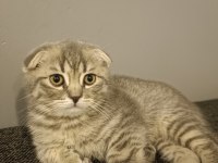 Scottish fold prensesim yeni yuvasını arıyor