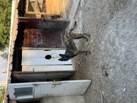 Belçika Kurdu Dişi