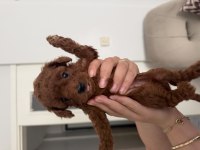 TOY POODLE EV ORTAMINDAN