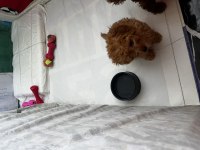 2.5 aylık safkan toy poodle
