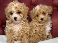 Show kalite maltipoo yavrularımızı canlı görün