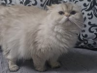 Şecereli dişi british longhair prenses yuvasını arıyor