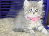Güzellik Abidesi British Longhair