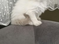 British Longhair Yavrumuz
