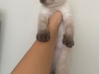 Sahibini bekliyor scottish fold