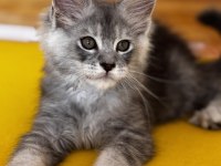 Kalitenin Adı Big Claw Maine Coon