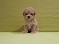 Efsane Maltipoo Yavruları
