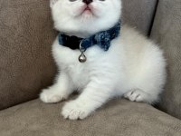 British Shorthair Erkek Yavrumuza Yuva Uyguna
