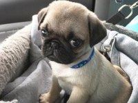 Pink taşıyıcı pug